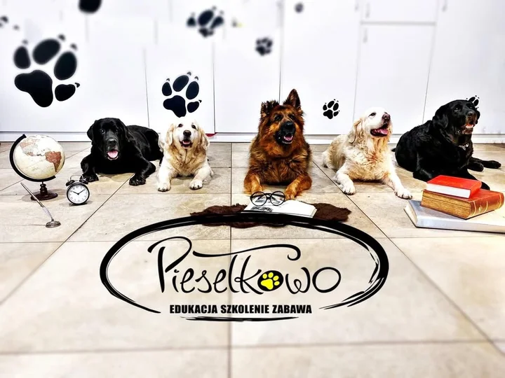 Grafika promocyjna wydarzenia Kurs posłuszeństwa Piesełkowo — Ruda Śląska